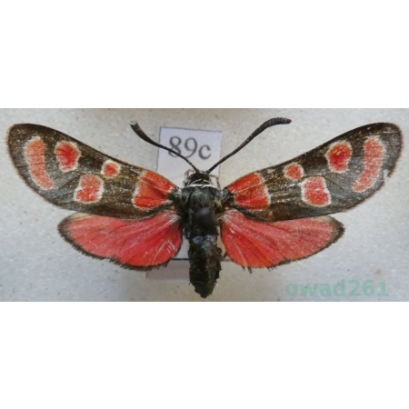 Zygaena carniolica (Scopoli, 1763) Kraśnik rzęsinowiec Czech89c